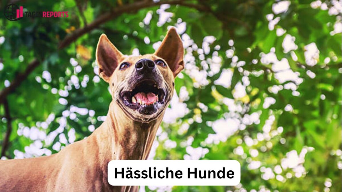 Hässliche Hunde