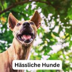 Hässliche Hunde